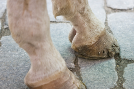 Pr&auml;vention trockener und br&uuml;chiger Hufe Pferd